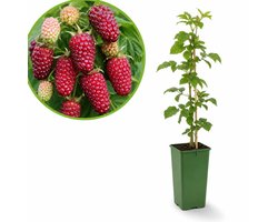 Tayberry – Frambraam – Kruising Framboos en Braam – Zoete Rode Vruchten