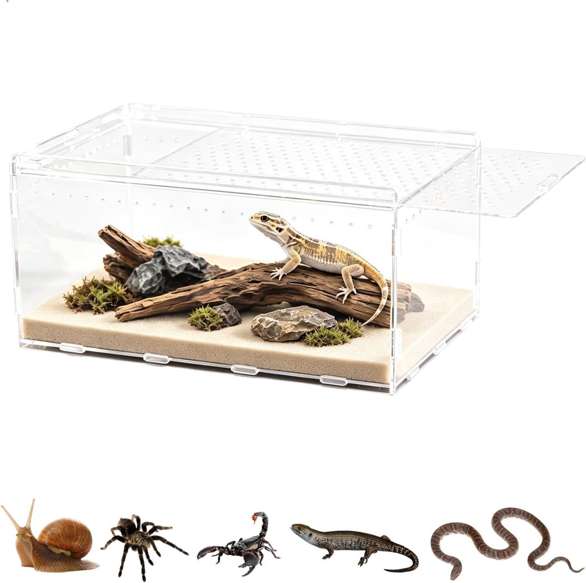 Terrarium, reptielen, vivarium, transparant, klein, met luchtgaten, faunarium voor spinnen, gekko's, hamsters, slakken, slangen, schildpadden, insectenvoederbak, 20 x 12 x 12 cm
