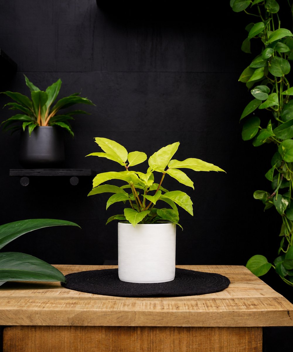 Schefflera Amate Golden | 30cm | met witte keramieken pot