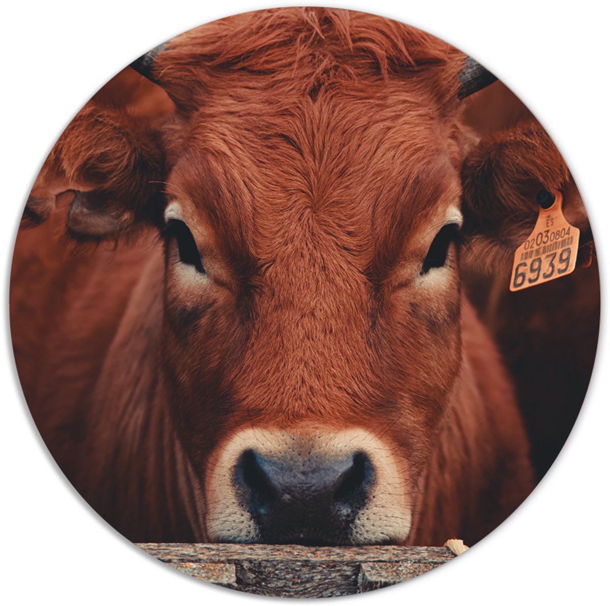 Label2X - Muurcirkel brown cow - Ø 25 cm - Dibond - Multicolor - Wandcirkel - Rond Schilderij - Muurdecoratie Cirkel - Wandecoratie rond - Decoratie voor woonkamer of slaapkamer