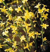 Jasminum Nudiflorum - Winterjasmijn - 50-60 cm in pot: Wintergroene klimplant met heldergele bloemen in de winter.