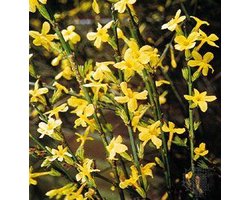 Jasminum Nudiflorum - Winterjasmijn 50-60 cm in pot
