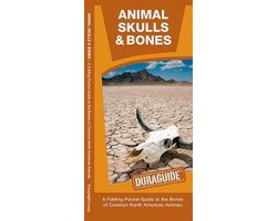 Animal Skulls & Bones