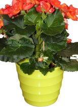 Bloempot - Plantenpot -  Kunststof - Kamerplanten - Eigentijds design - Lime Groen - ∅ 18,5 cm