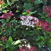 Viburnum Tinus 'Gwenllian' - Viburnum - 25-30 cm in pot: Wintergroene struik met roze knoppen en witte bloemen.