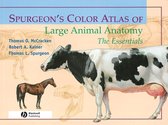 Spurgeons Color Atlas of Large Animal A