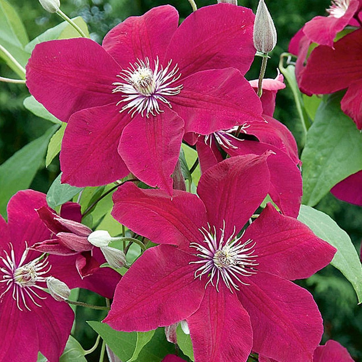 Hello Plants Clematis Rouge Cardinal Bosrank - Klimplant - Ø 15 cm - Hoogte: 65 cm