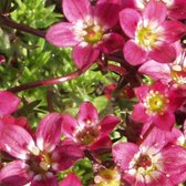 6 x Saxifraga 'Purpurteppich' - Steenbreek pot 9x9cm - Paarse bloemen, kruipende groeiwijze