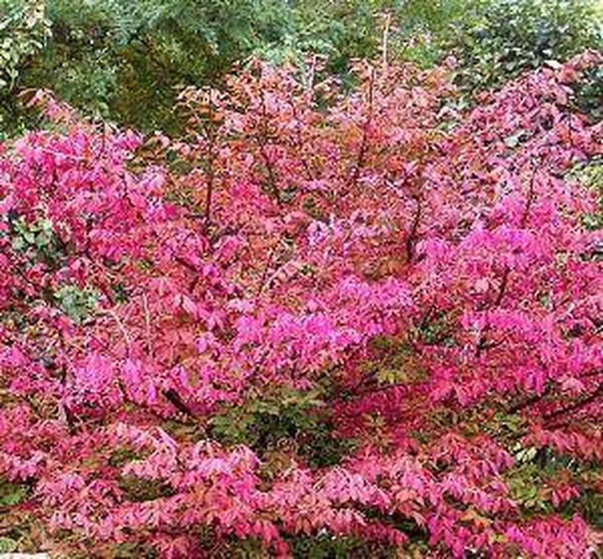 Euonymus europaeus 'Red Cascade' - Kardinaalsmuts 50-60 cm in pot | bol.com
