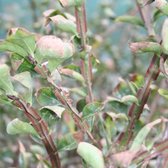 Euonymus Alatus - Kardinaalsmuts - 40-60 cm pot: Struik met opvallende rode herfstkleur en kurkachtige stammen.