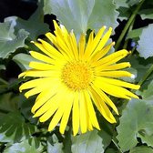 6 x Doronicum Orientale 'Magnificum' - Voorjaarszonnebloem pot 9x9cm - Grote gele bloemen
