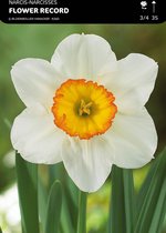 50 x Narcis Flower Record