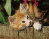 Kitty 35 st.