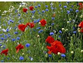 Veldbloemen zaad - Old Dutch 50 gram - 25 m2 - klaproos - margriet - korenbloem - echte kamille - bijen - vlinders