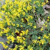 Genista Lydia - Heidebrem;Verfbrem 30-40 cm pot