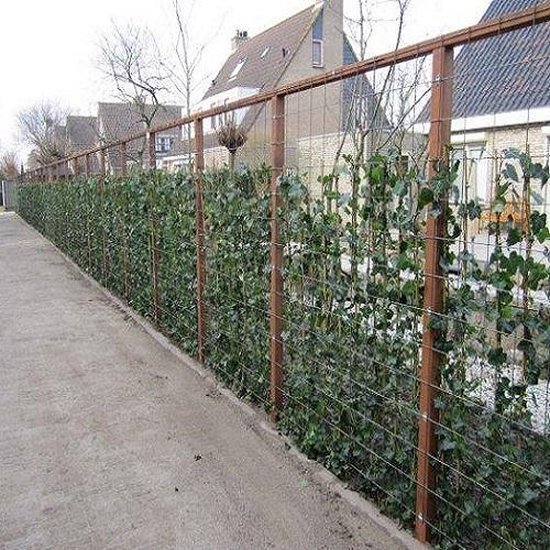 ClematisOnline Tuin- en balkonplant * 1 meter Hedera haag - ClematisOnline