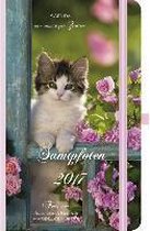 Samtpfoten 2017 - Foto-Agenda