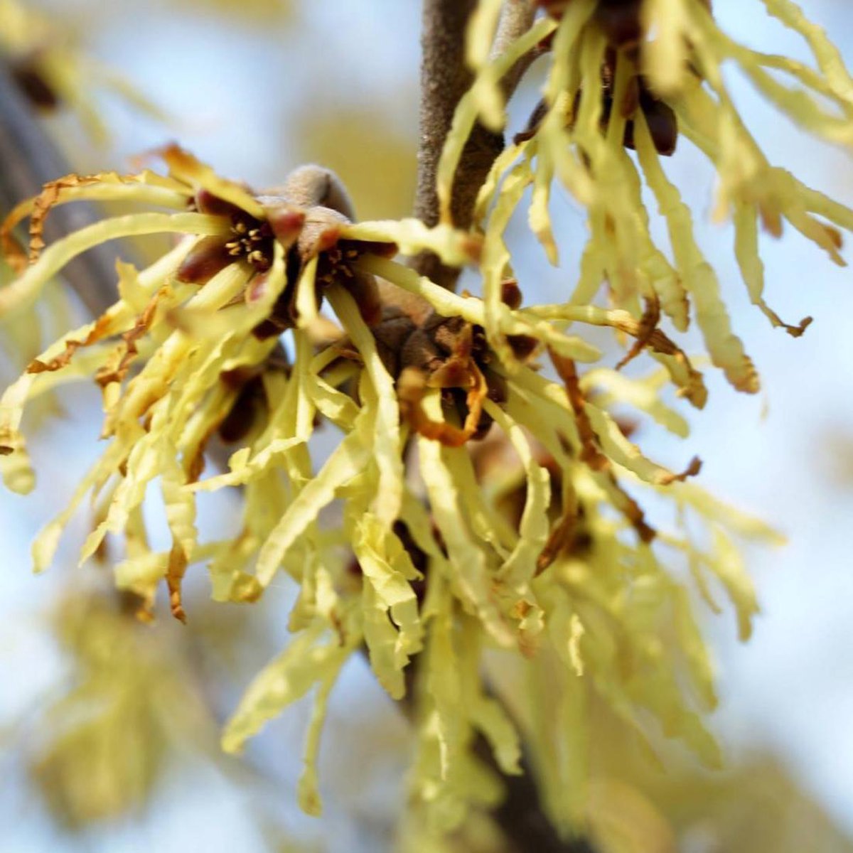 HAMAMELIS intermedia FEUERZAUBER (Hamamélis, Noisetier des sorcières)