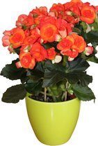 Bloempot - Plantenpot -  Kunststof - Kamerplanten - Glad design - Lime groen - ∅ 17 cm