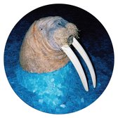 The Walrus