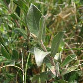 Salix Repens - Kruipende wilg 50-60 cm pot