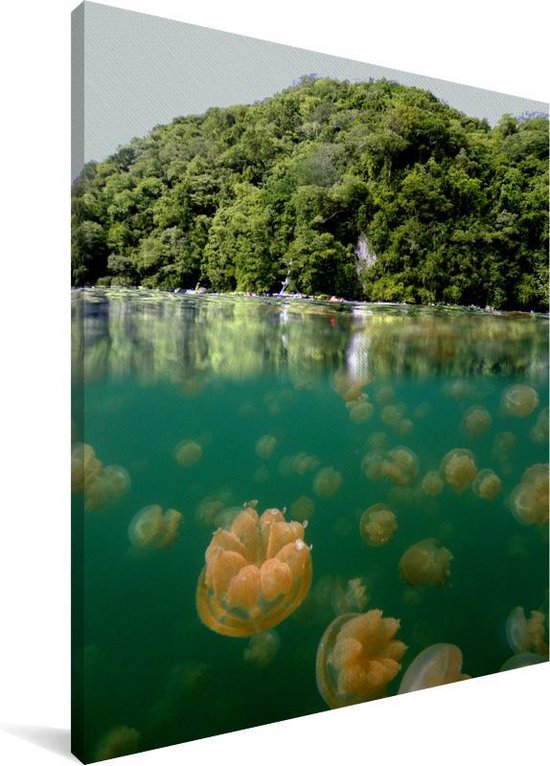 Demi-forêts photo sous-marines près du lac des méduses à Palau Toile 30x40 cm - petit - Tirage photo sur toile (décoration murale salon / chambre)