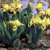 6 x Iris (P) 'Brassie' - Dwergbaardiris Pot 9x9 cm, bronskleurige bloemen en sierlijk blad