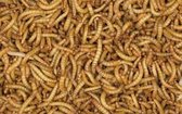 Gevriesdroogde meelwormen - zak 1 kg 5.8 liter
