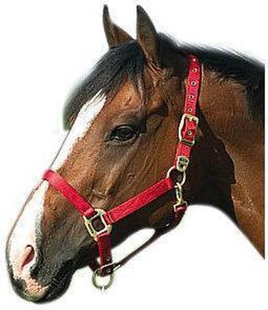 Equi-Theme Exclusive - Halster - Rood - mt. Paard
