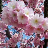 Prunus 'Accolade' - Japanse Kerselaar - Stamomtrek 14-16 cm pot: Sierkers met roze bloesem, vroeg in de lente.