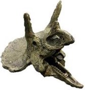 SF schedel triceratops M aquarium ornament