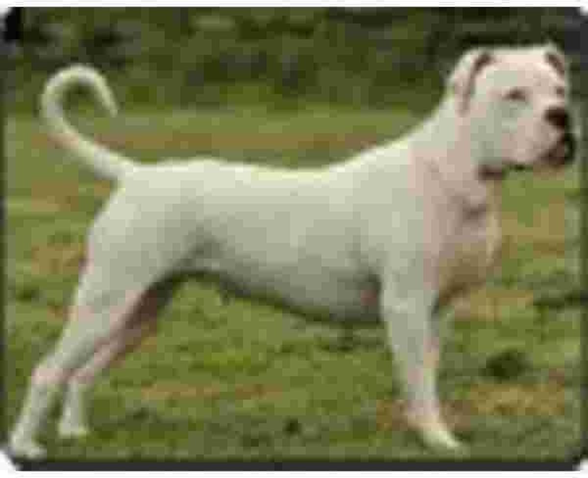 American Bull Terrier Muismat