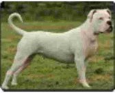 American Bull Terrier  Muismat