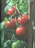 Tros rijpe rode tomaten aan een plant met groene bladeren.