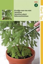 Hortitops Zaden - Mimosa Pudica (Kruidje-Roer-Me-Niet)