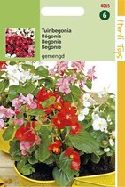Hortitops Zaden - Begonia Semperflorens Gemengd