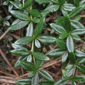Berberis Hybrido Gagnepainii 'Chenaultii' - Zuurbes - 25-30 cm pot: Struik met paars-rode bladeren