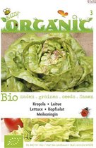 Buzzy® Organic Kropsla Meikoningin (BIO)