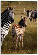 Forex - Mooie Zwarte en Bruine Zebra's - 40x60cm Foto op Forex