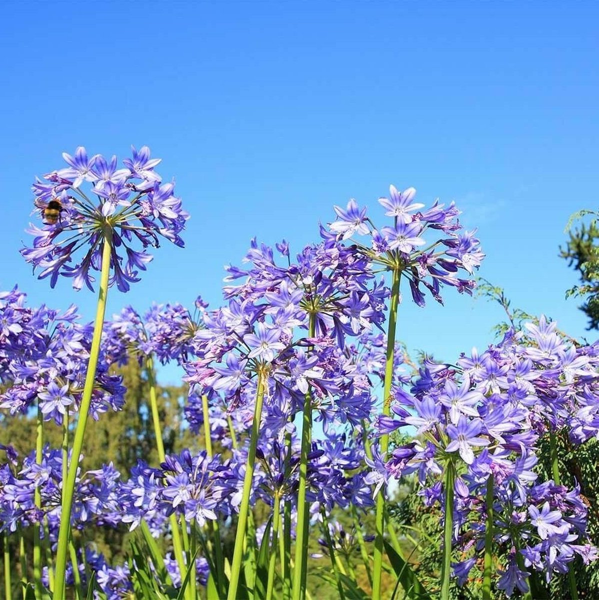 Agapanthus