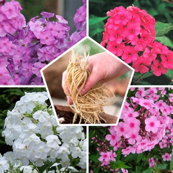 Grote tros met zachtroze, roze, witte en paarse bloemen van de Phlox, met in het midden een plantenwortel.