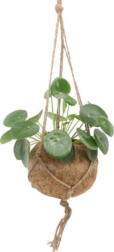 We Love Plants - Kokodama Pilea Peperomioides - 2 stuks - 20 cm hoog - Hangplant