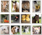 fotokaarten asorti dieren, wenskaarten dieren
