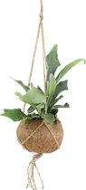 We Love Plants - Kokodama Platycerium - 2 stuks - 35 cm hoog - Hangplant