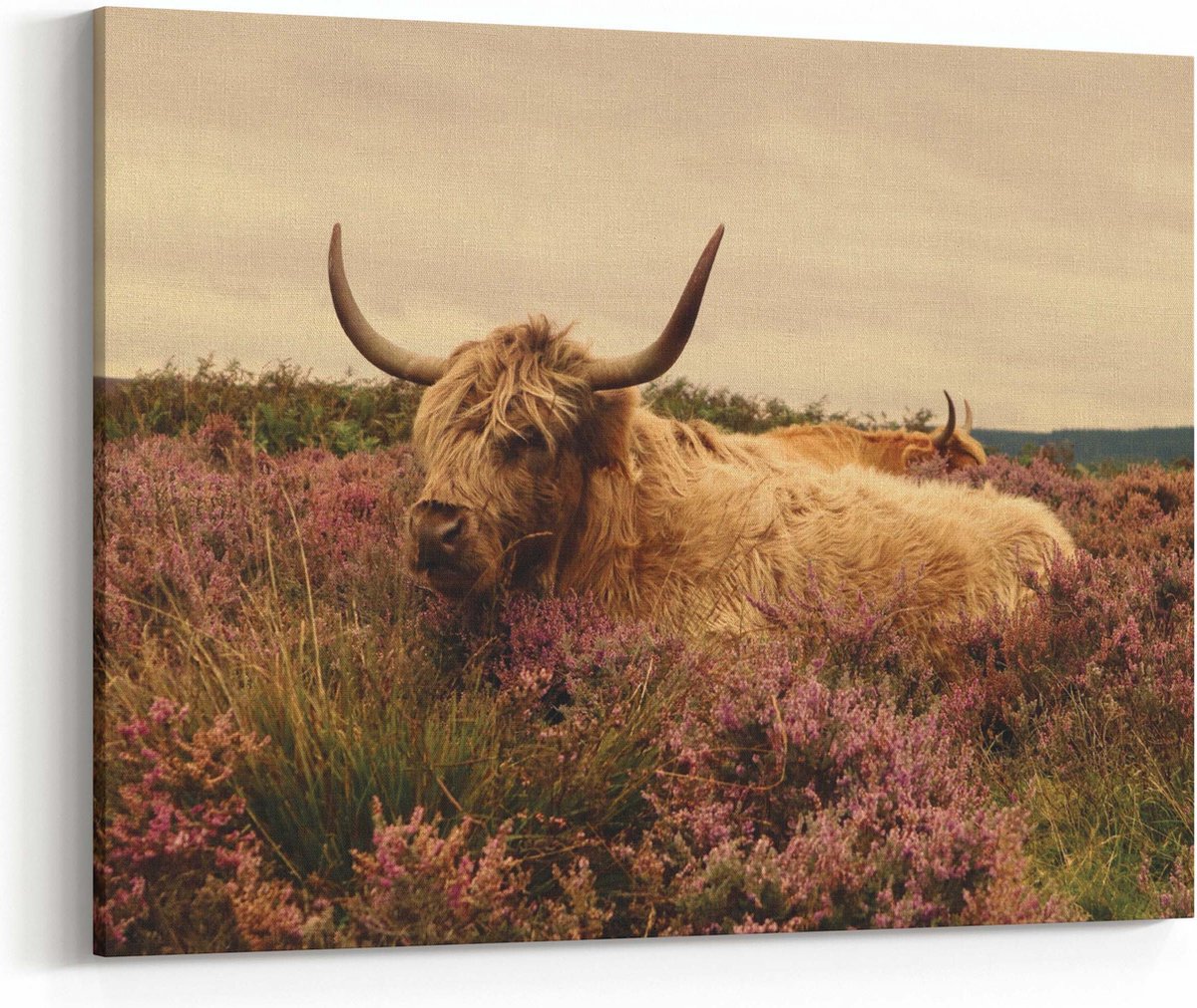 Schilderij - Schotse Hooglander op de heide - Canvas - 60x40cm inclusief frame en ophangbeugel - Schotse hooglander canvas - Canvas schilderijen - Schotse hooglander schilderij - Bos – Avond