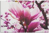 Schilderij Paarse magnolia, 2 maten, paars-wit