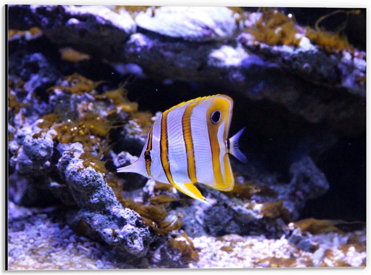 Dibond - Wit/Oranje Visje in Aquarium - 40x30cm Foto op Aluminium (Wanddecoratie van metaal)
