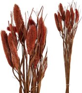 PTMD droogbloemen red dwarf fountain grass 1 tak