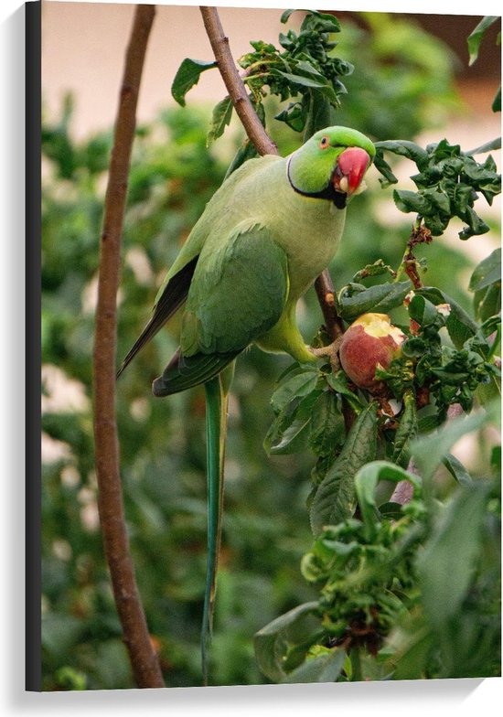 Canvas - Groene Vogel op Appelboom - Foto op Canvas Schilderij (Wanddecoratie op Canvas)