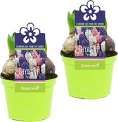 2x Hyacint Hyacinthus - Mix 'Festival' roze-paars-wit in kwekerspot